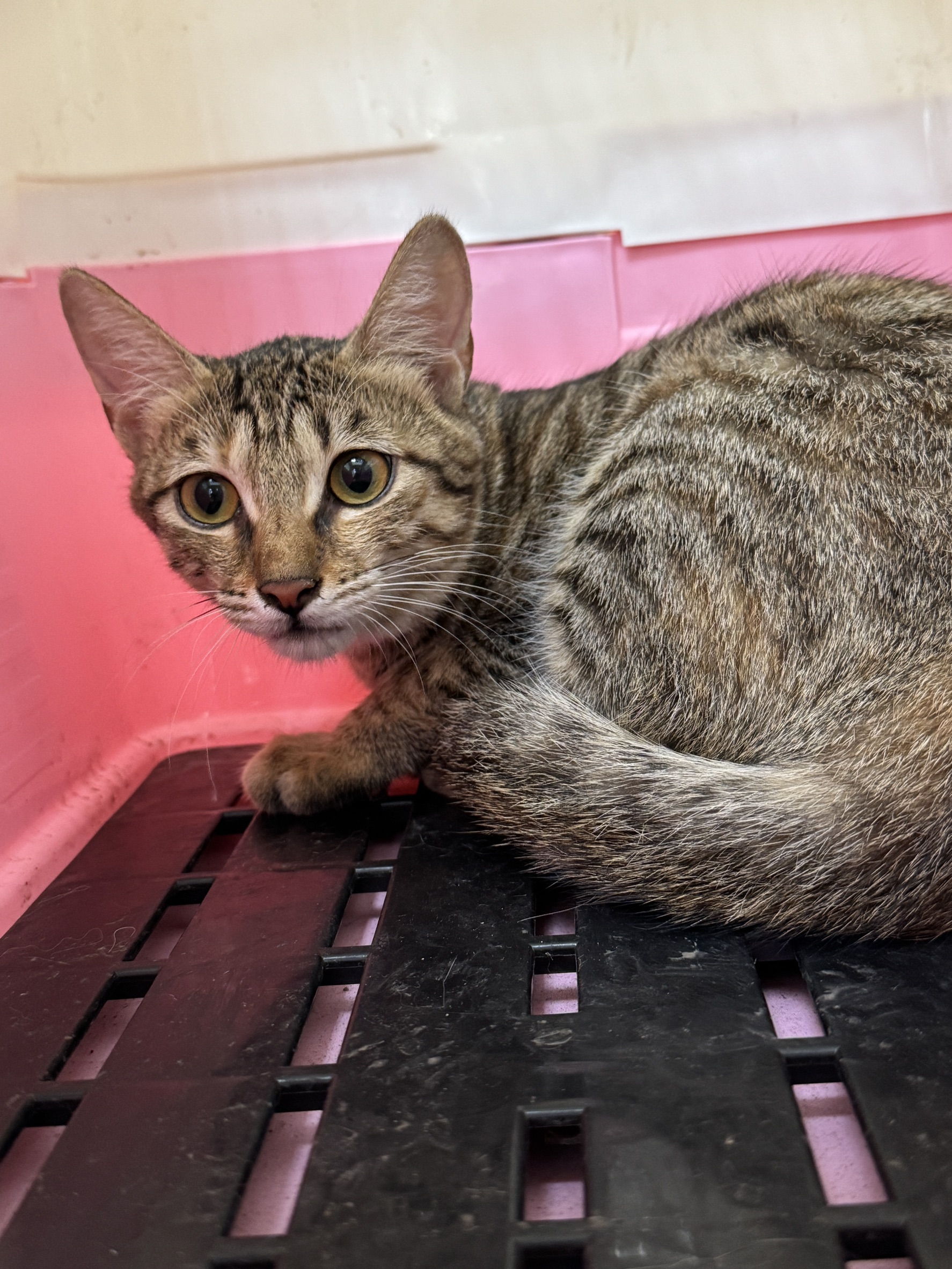 Tabby young female mixed-breed cat, Large, shelter no. …6007