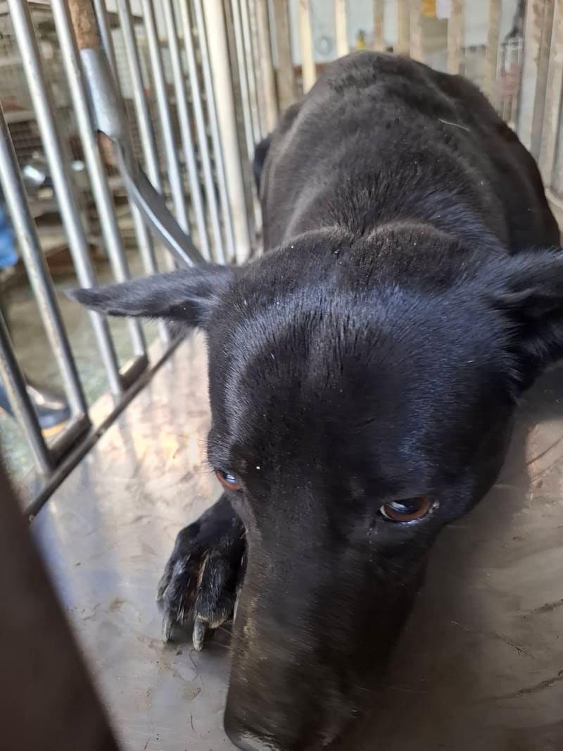 Black adult female mixed-breed dog, Medium, shelter no. …6-04
