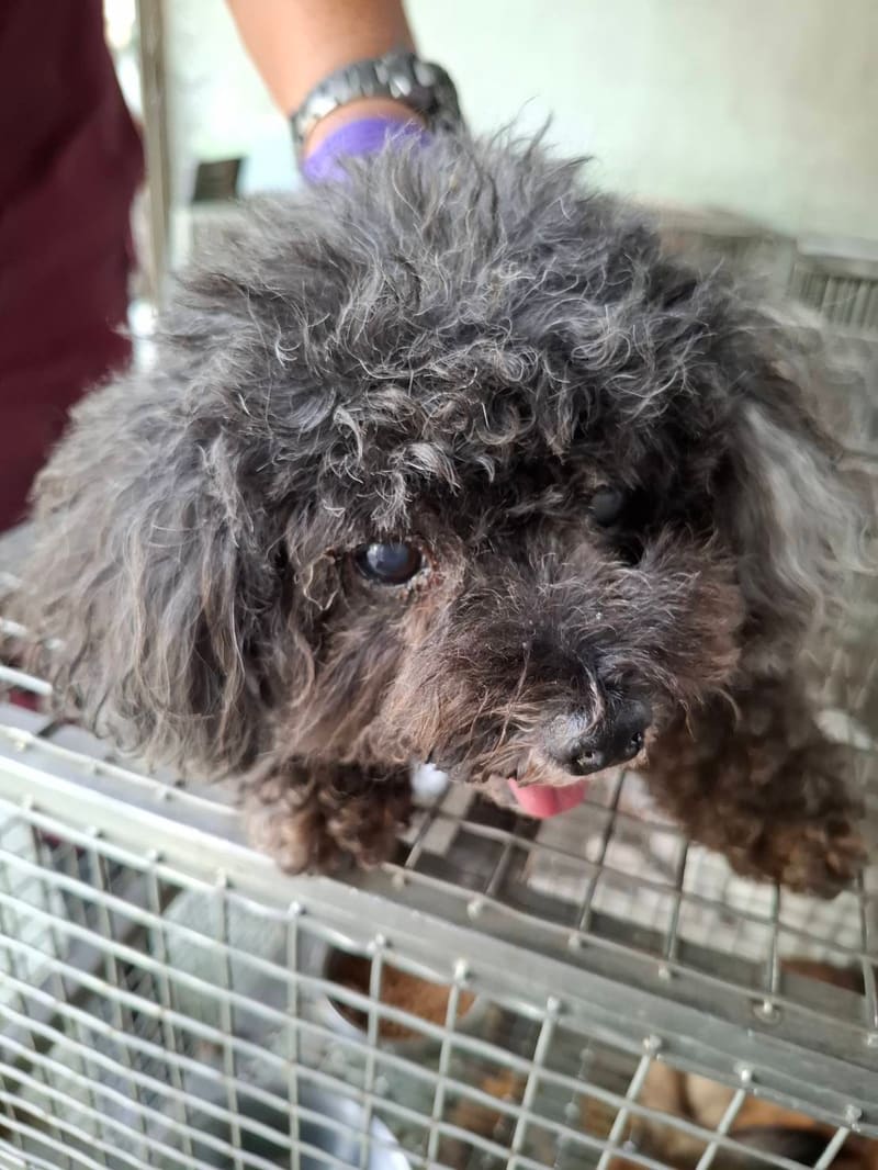Black adult female poodle, Small, shelter no. …6-05