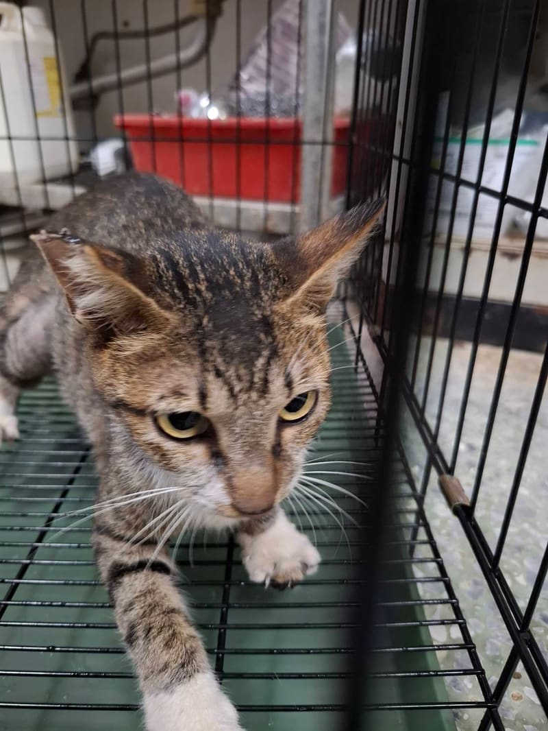 Tabby adult female mixed-breed cat, Large, shelter no. …6-01
