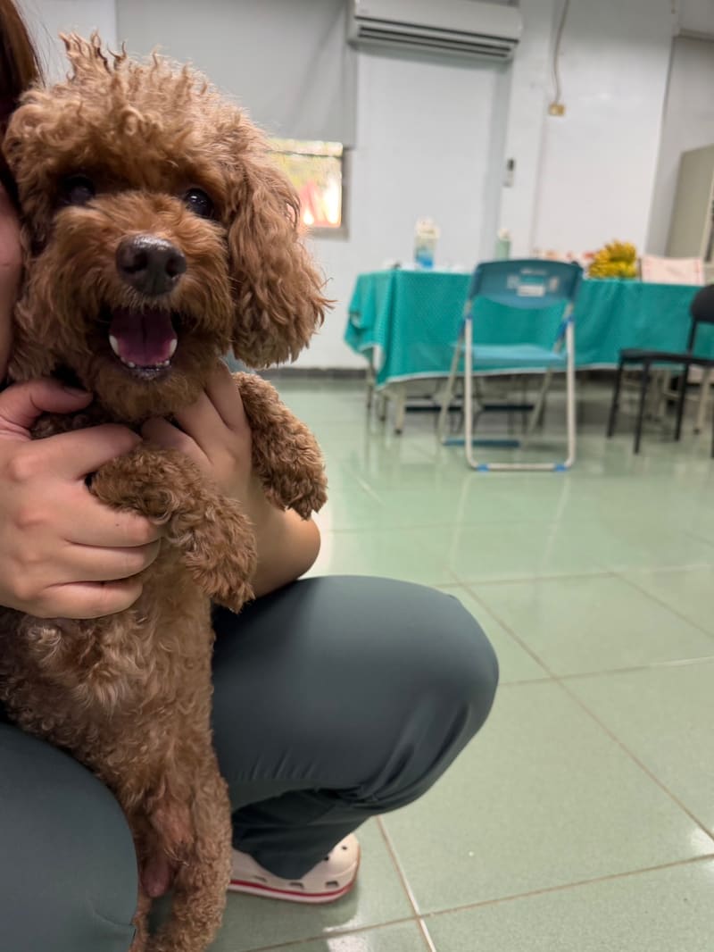 Brown adult male poodle, Medium, shelter no. …6-07