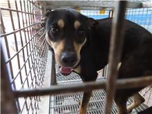 Chó lai (Cái, Trưởng thành, đen và vàng), Lớn, số trại …8-12