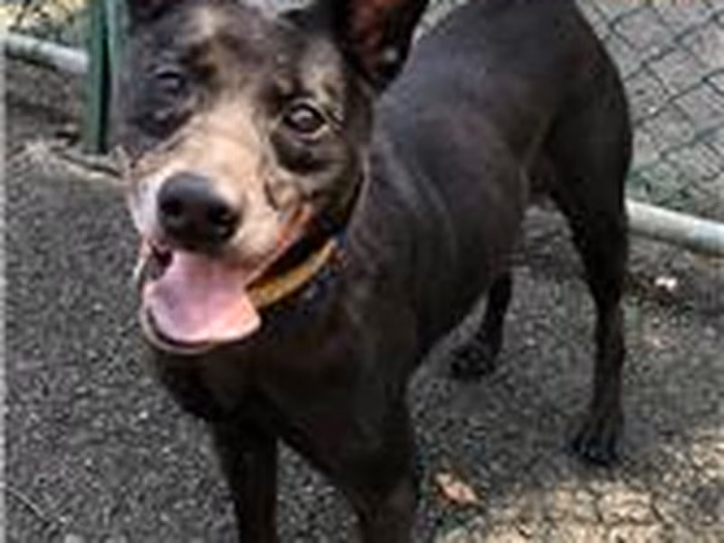 Black adult male mixed-breed dog, Medium, shelter no. …1207