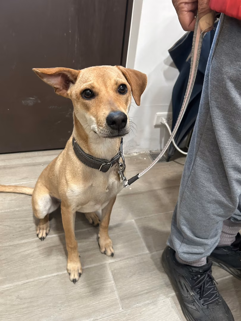 Tan young female mixed-breed dog, Medium, shelter no. …6008