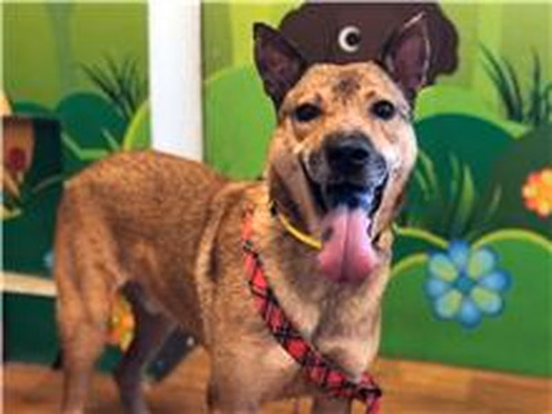 Tan adult male mixed-breed dog, Medium, shelter no. …1205