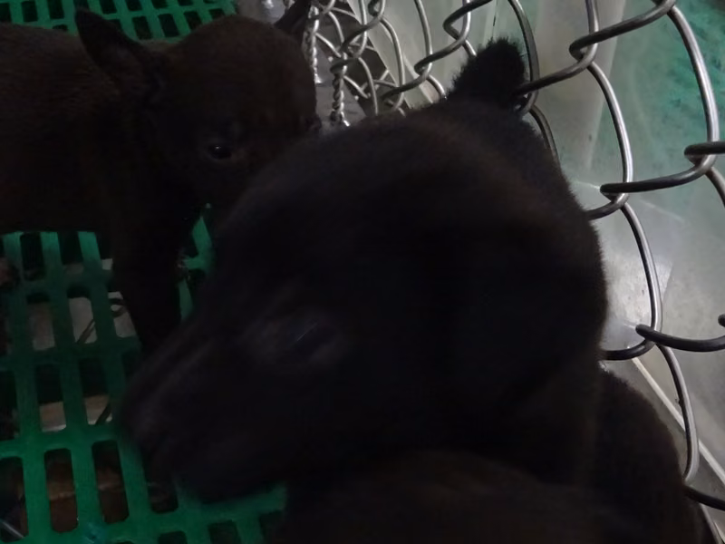 Black young female mixed-breed dog, Small, shelter no. …2002