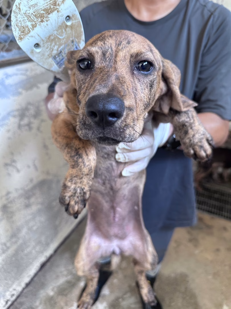 Tan tabby young female mixed-breed dog, Medium, shelter no. …2041