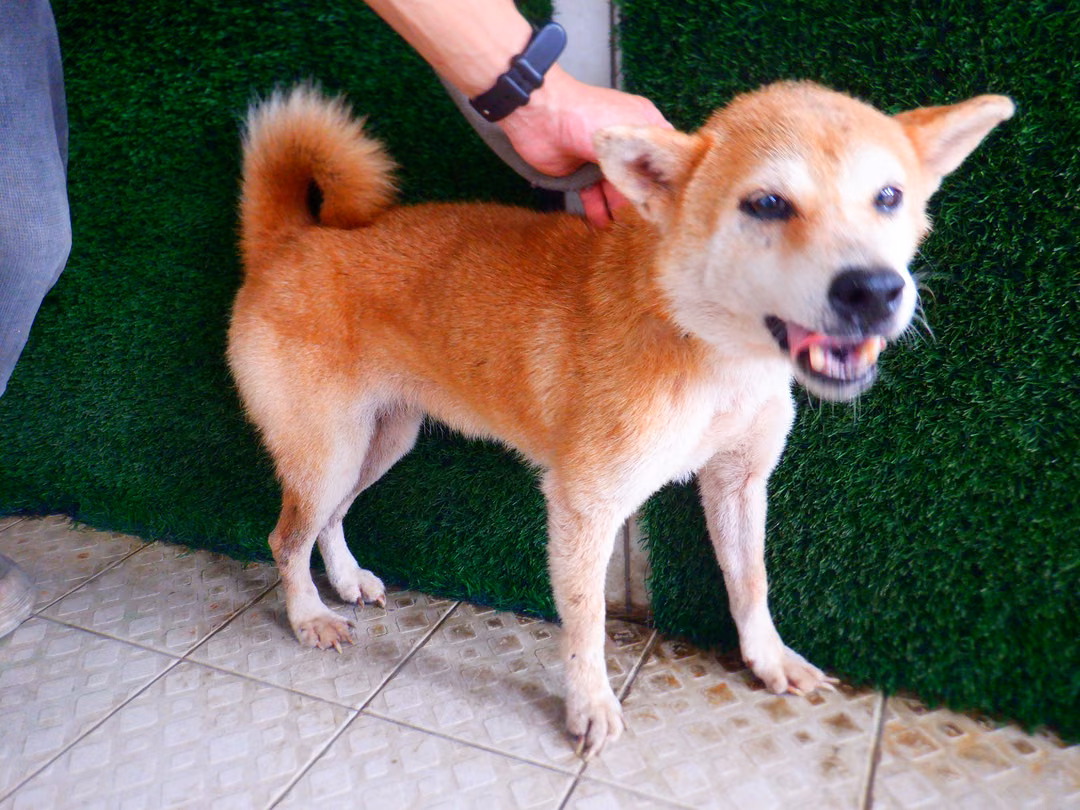 Black adult female Shiba Inu, Medium, shelter no. …8851