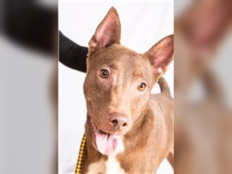Brown-and-white adult male mixed-breed dog, Medium, shelter no. …0710
