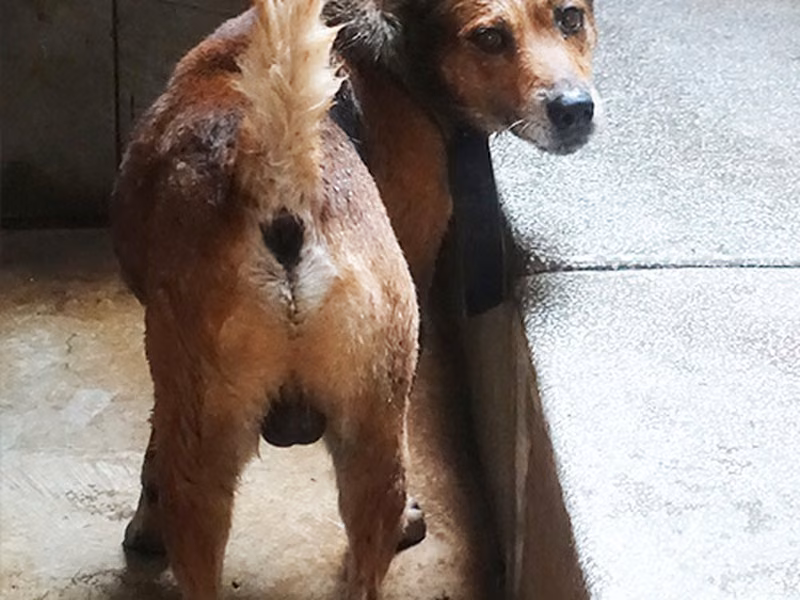 Brown adult male mixed-breed dog, Large, shelter no. …1781