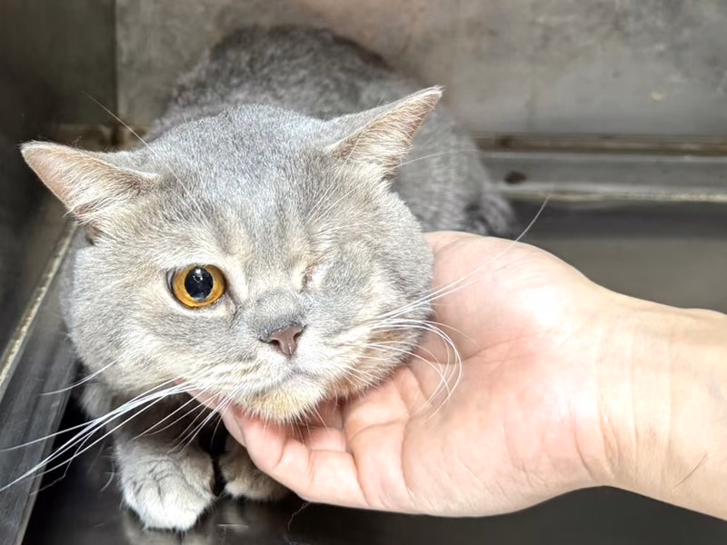 Gray adult male Persian cat, Large, shelter no. …1709
