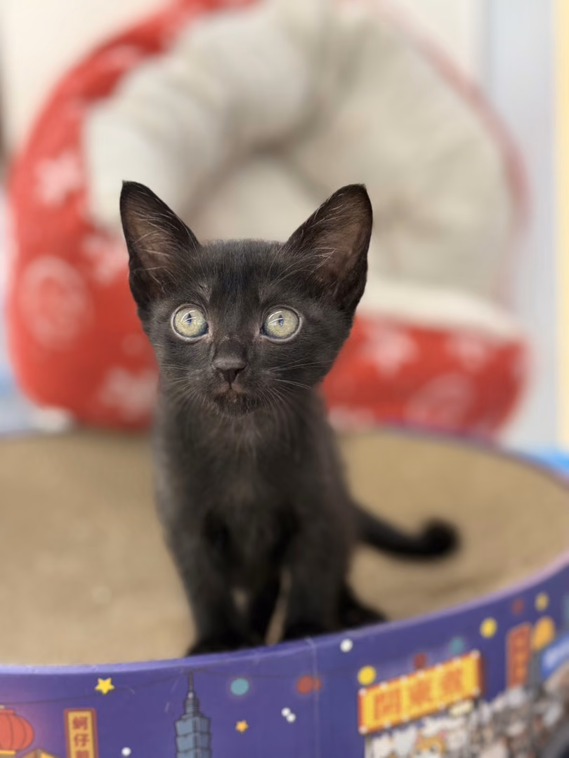 Black young female mixed-breed cat, Small, shelter no. …0602