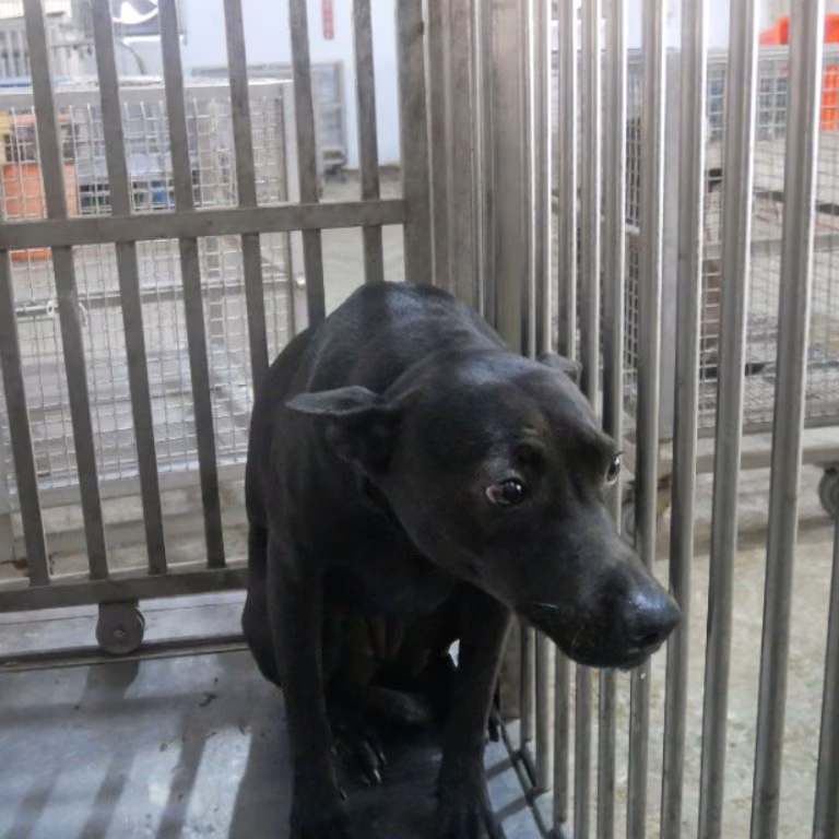 Black adult male mixed-breed dog, Medium, shelter no. …3-11