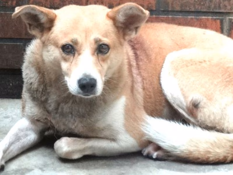 Tan adult female mixed-breed dog, Large, shelter no. …1771