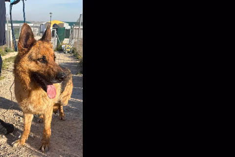Drac, Adult · Male · German Shepherd