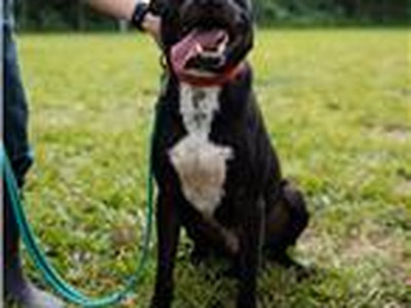 Black-and-white adult male mixed-breed dog, Medium, shelter no. …0203