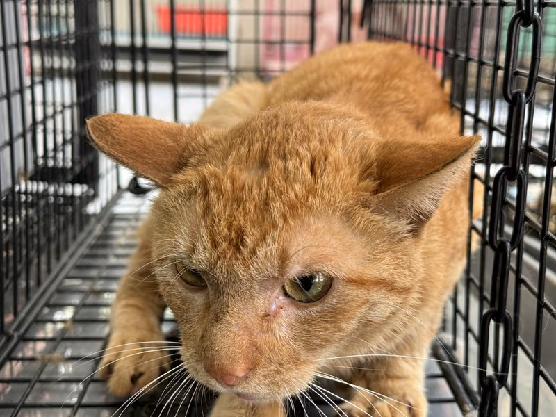 Orange adult male mixed-breed cat, Medium, shelter no. …3018