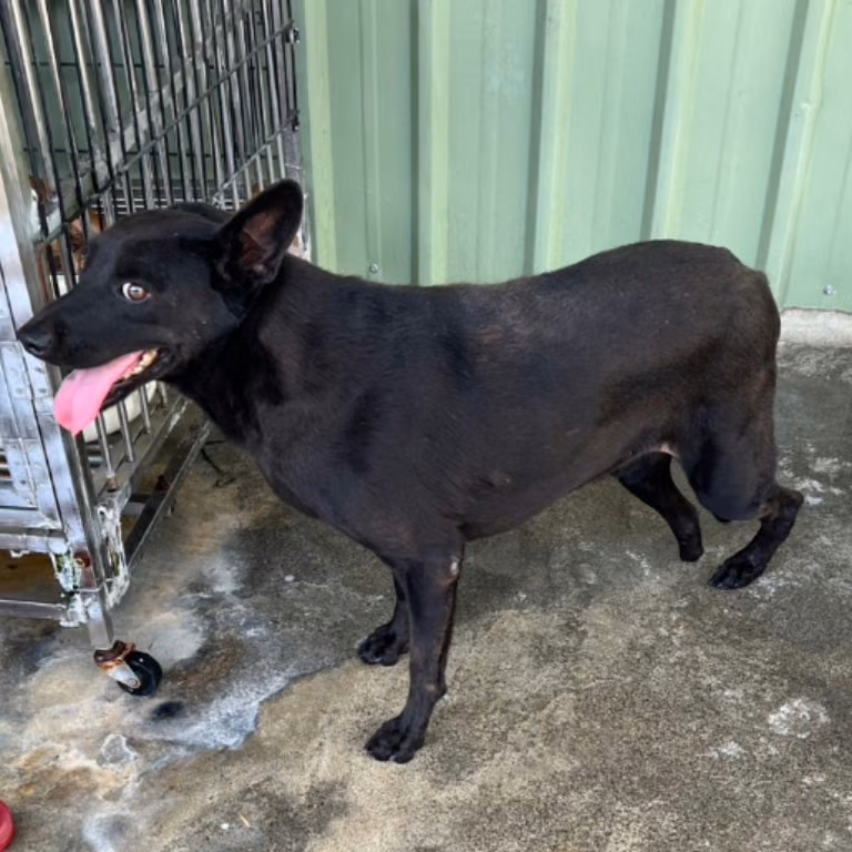 Black adult male mixed-breed dog, Large, shelter no. …001D