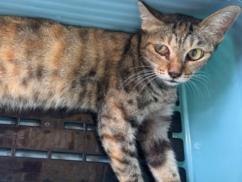 Pusang halo ang lahi (Babae, Matanda na, may guhit), Malaki, blg. ng shelter …2001