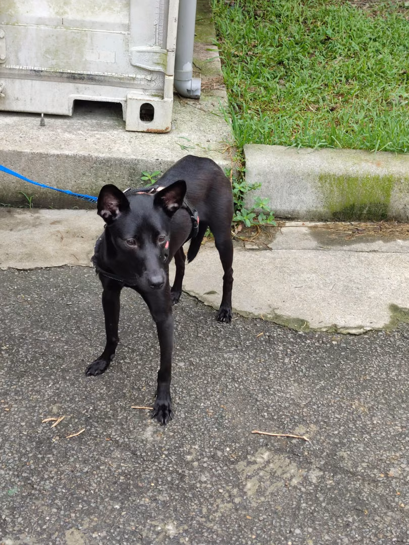 Black adult female mixed-breed dog, Medium, shelter no. …4001