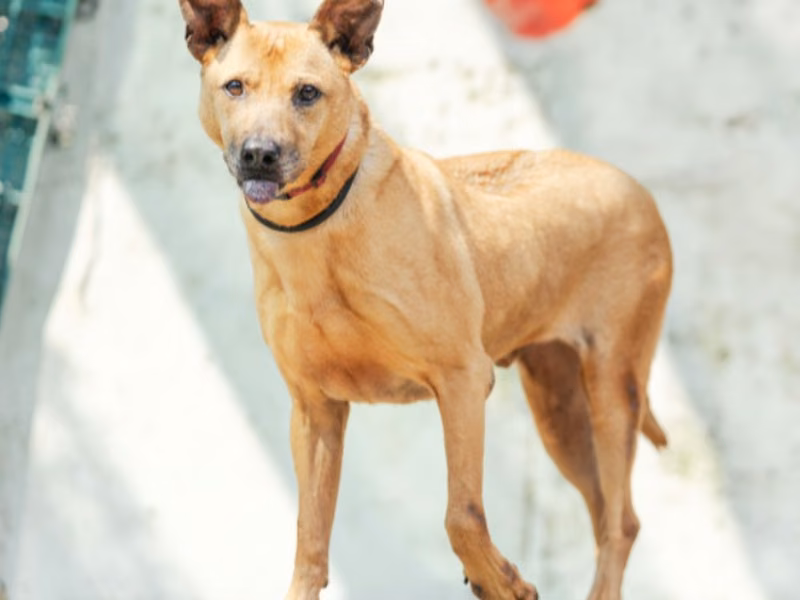 ミックス犬(オス・成犬・茶)、中型, 施設番号 …8003
