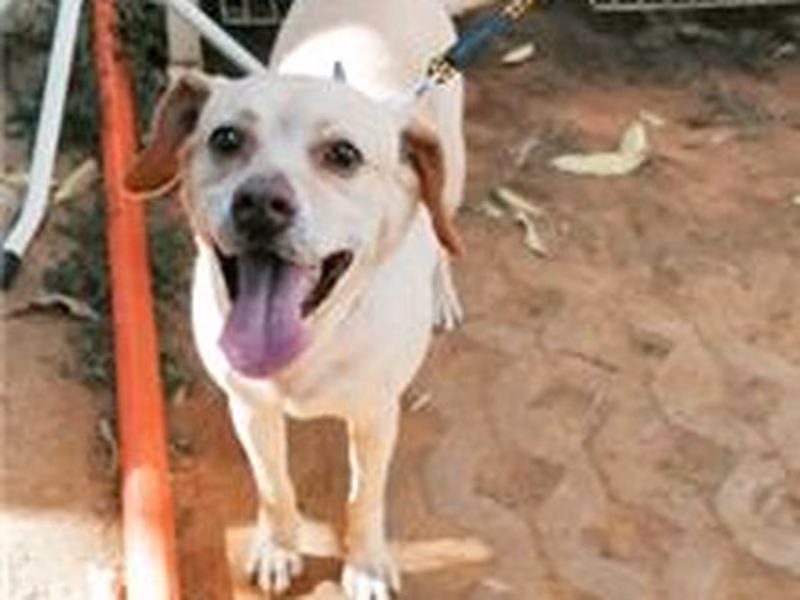 Cream adult female mixed-breed dog, Medium, shelter no. …0015