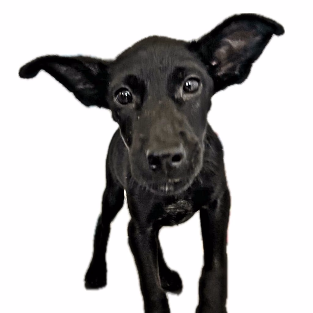 Black young female mixed-breed dog, Medium, shelter no. …2003
