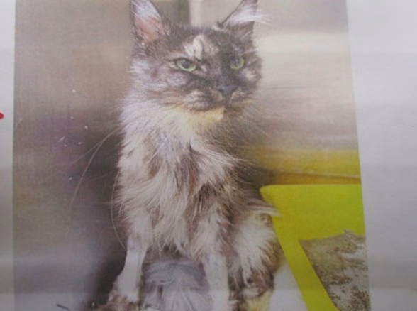 Black tabby adult female Maine coon, Large, shelter no. …9002