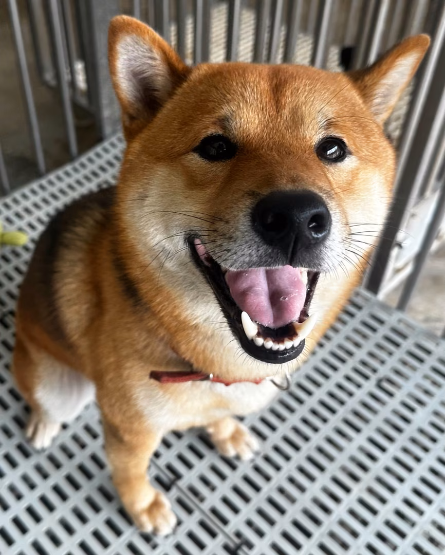 Tan adult male Shiba Inu, Medium, shelter no. …5001