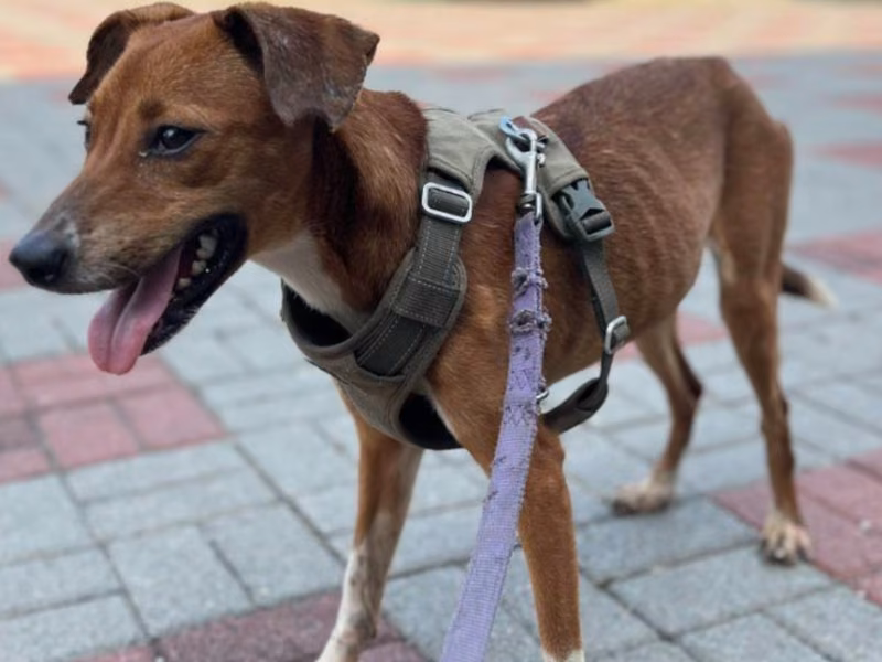 Tan-and-white adult female mixed-breed dog, Medium, shelter no. …8-04