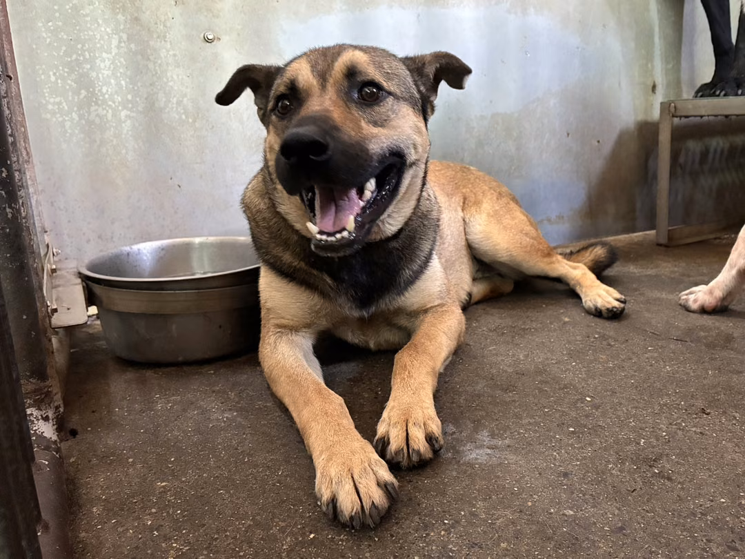 Brown adult male mixed-breed dog, Medium, shelter no. …7005