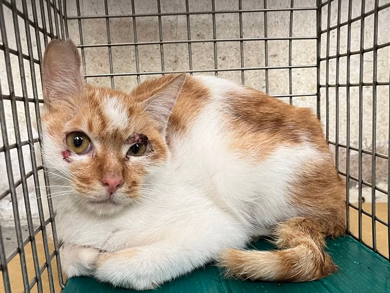 ミックス猫(オス・成猫・茶と白)、中型, 施設番号 …1304
