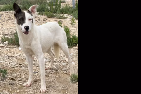 Valeria, Adult · Female · Large · Mixed breed