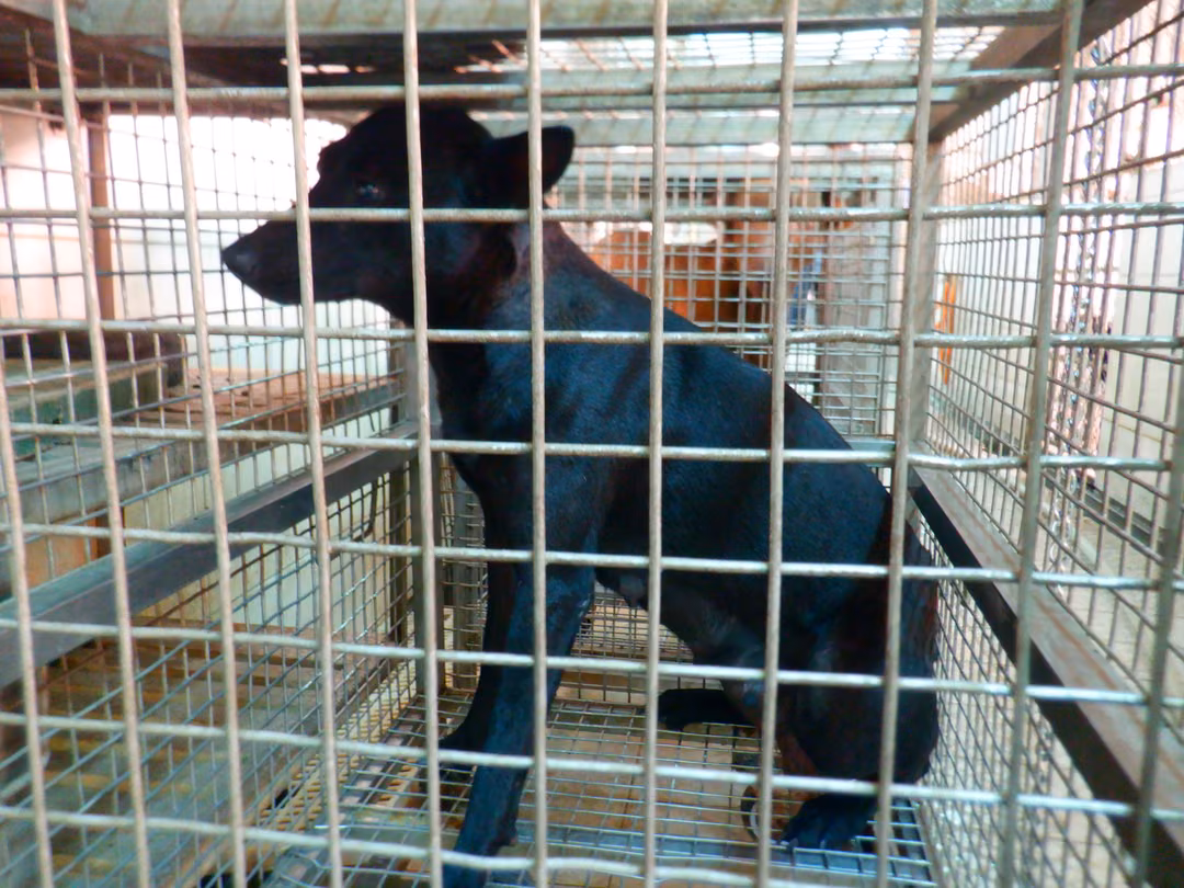 Black adult female mixed-breed dog, Medium, shelter no. …1824