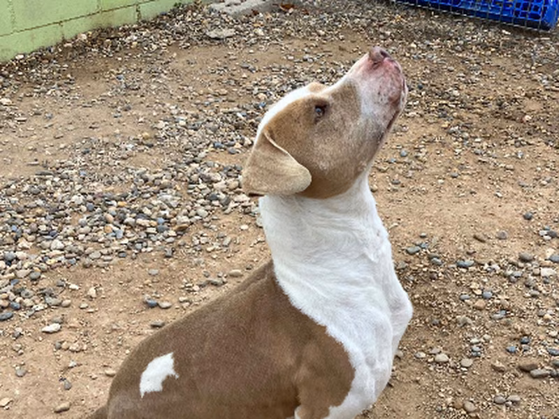 Rebeca, Adult · Female · Medium · American Staffordshire Terrier