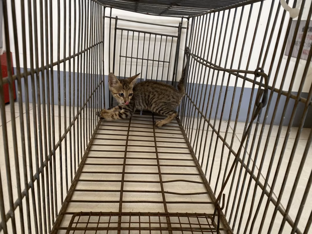 Young female mixed-breed cat, Small, shelter no. …4C10