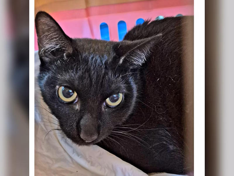 Black adult female mixed-breed cat, Small, shelter no. …4001
