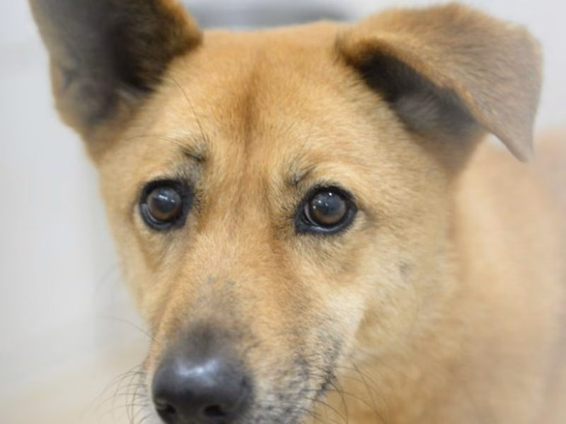 Tan adult female mixed-breed dog, Medium, shelter no. …5003