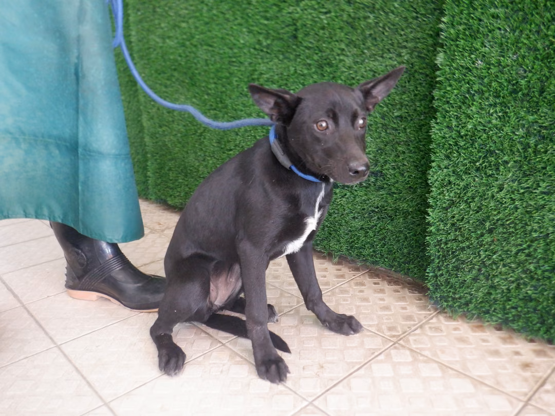Black adult female mixed-breed dog, Medium, shelter no. …8635