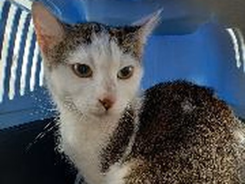 Brown tabby young female mixed-breed cat, shelter no. …4320