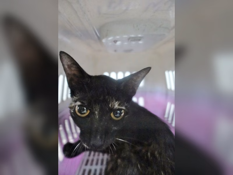Adult mixed-breed cat, Large, shelter no. …1171