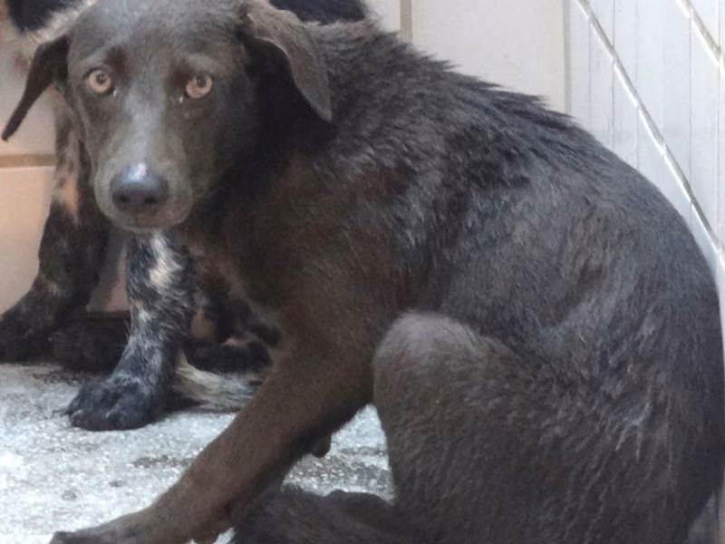 Black young male mixed-breed dog, Medium, shelter no. …1487