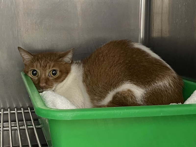 Orange-and-white adult female mixed-breed cat, Small, shelter no. …3106