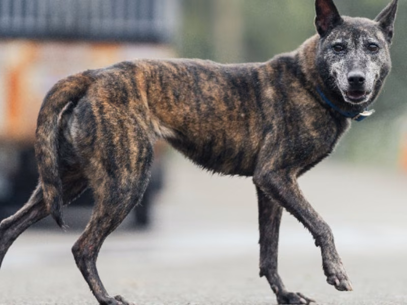 Tabby adult female mixed-breed dog, Medium, shelter no. …7001