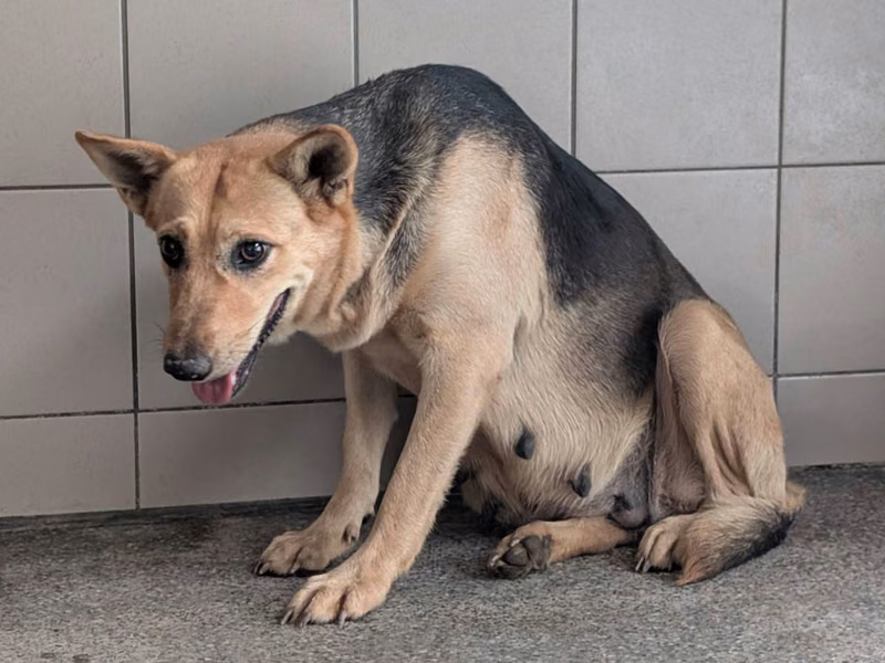 Tan adult female mixed-breed dog, Large, shelter no. …1415