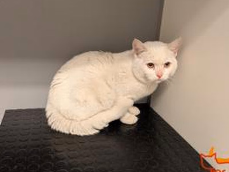 White adult male European Shorthair, shelter no. …4340