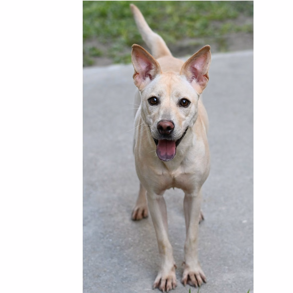 White adult female mixed-breed dog, Medium, shelter no. …6002