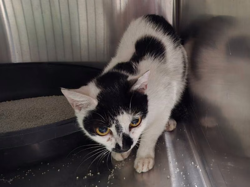 Black-and-white young female mixed-breed cat, Medium, shelter no. …1002