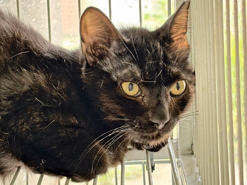 Black young male mixed-breed cat, Medium, shelter no. …6013