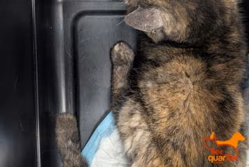 Calico female European Shorthair, shelter no. …4311